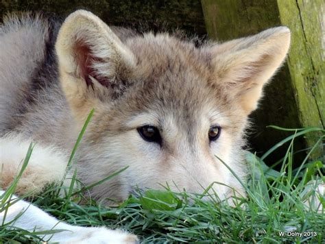 Timber Wolf Pup - 3 Months Old by lenslady on DeviantArt