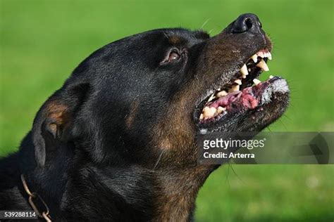 2,460 Rottweiler Dog Stock Photos, High-Res Pictures, and Images - Getty Images