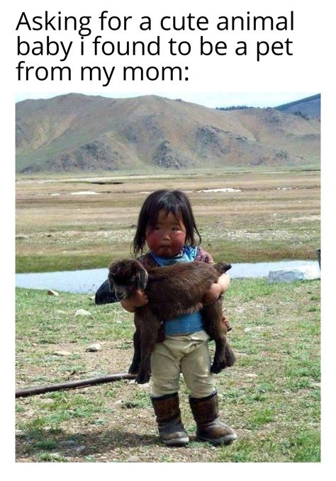 Every baby animal looks so petable.. | /r/wholesomememes | Wholesome ...