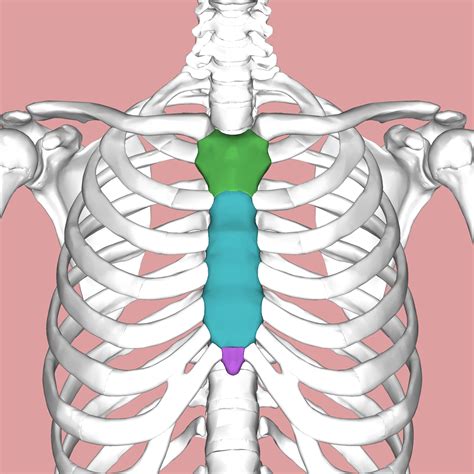 Sternum - Wikipedia