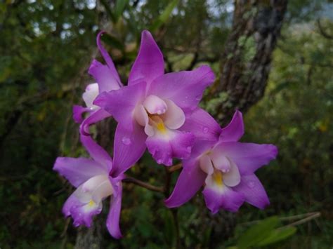 Laelia autumnalis · iNaturalist