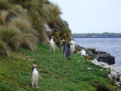 Auckland Islands - WorldAtlas