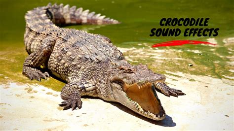 Crocodile Sound: Crocodile Sound Effect| Alligator Sound| Crocodile ...