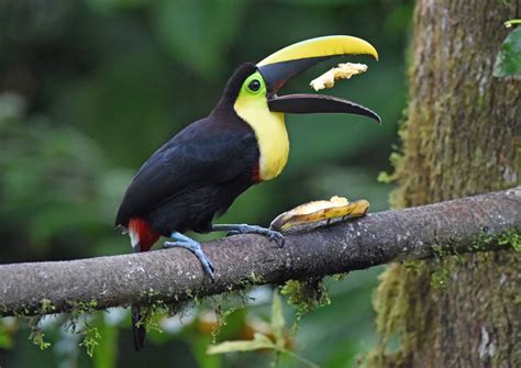 Choco Toucan by Tony Hovell - BirdGuides