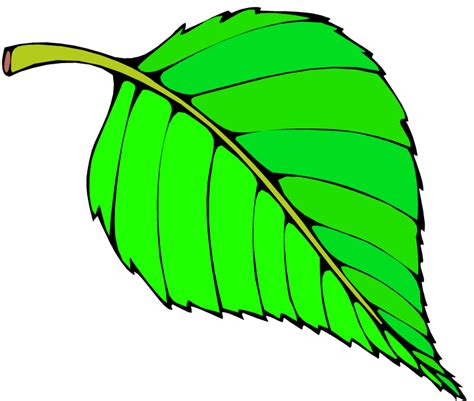 Leaf Cartoon Clipart | Free download on ClipArtMag