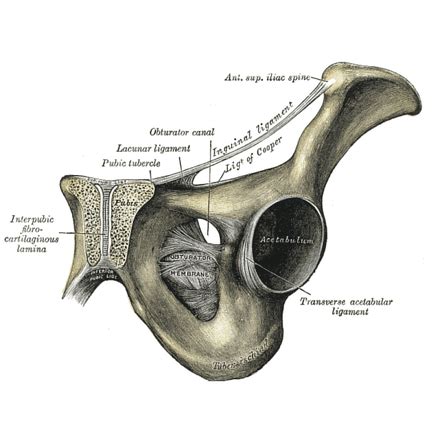 Obturator foramen | Radiology Reference Article | Radiopaedia.org