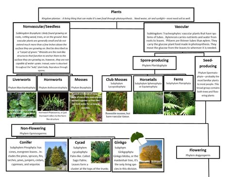 Classification Of Plants