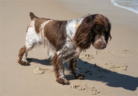 French Spaniel Dog Breed Health, Temperament and Puppies - PetGuide ...