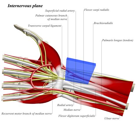 Volar Approach to Wrist - Approaches - Orthobullets