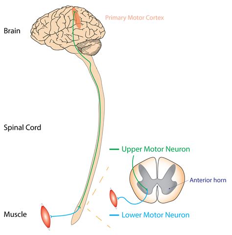 Upper vs Lower Motor Neurone Lesions | Signs | Geeky Medics