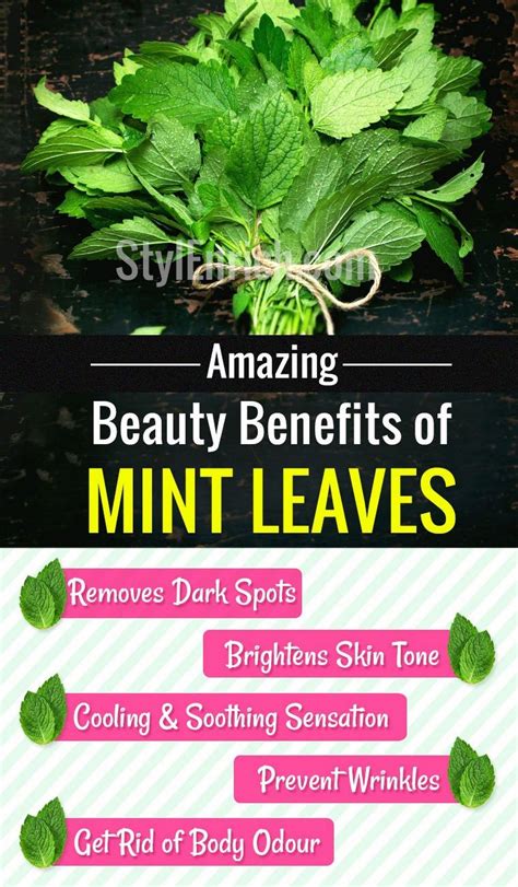 Sign in | Mint leaves benefits, Mint leaves, Mint benefits