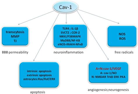 Schematic representation illustrating the role of caveolin-1 in... | Download Scientific Diagram