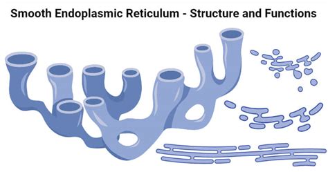 Smooth Endoplasmic Reticulum (SER): Structure, Functions