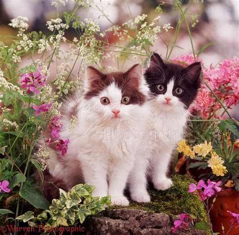 Kittens among late spring flowers photo WP06025