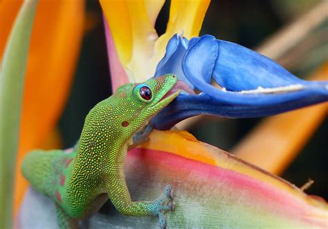 Gold Dust Day Gecko Care Sheet | Reptiles' Cove