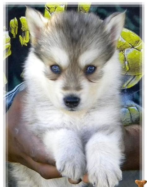 siberian husky wolf mix puppies for sale | Zoe Fans Blog | Wolf dog ...