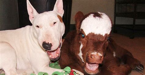 Rescued mini cow is living in paradise with her best friends – dogs!