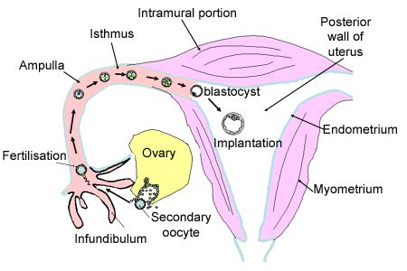 Female reproductive system: The Histology Guide