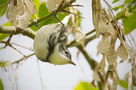 Cerulean Warbler Pictures and Photos - Photography - Bird | Wildlife | Nature - Christopher Taylor