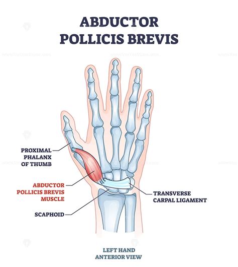 Abductor pollicis brevis muscle with hand and palm bones outline ...