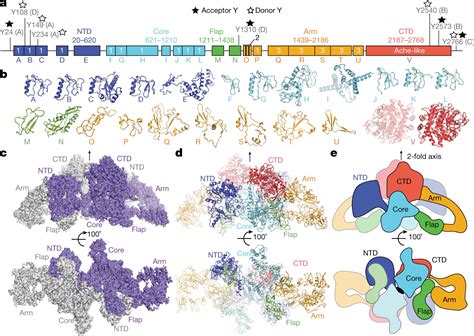 Structure of human thyroglobulin identified