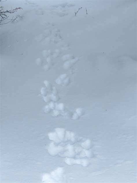 Snowshoe hare tracks | Superior National Forest | Flickr