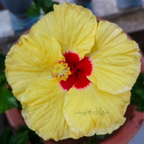 Hawaiian Hibiscus, Bunga Raya Kuning Di Laman Bonda