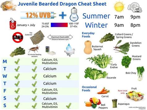 Printable Bearded Dragon Food Chart, learn about blue tongue skink ...