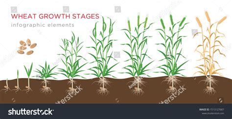 900 Wheat Growth Stage Images, Stock Photos & Vectors | Shutterstock