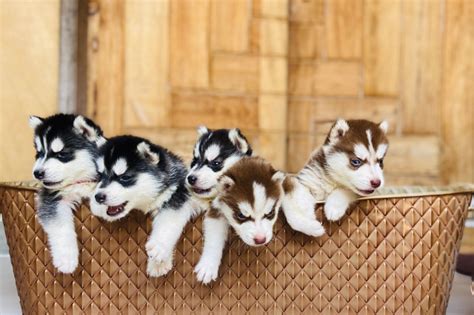 The 9 Beautiful Husky Colors - BarkingTalk