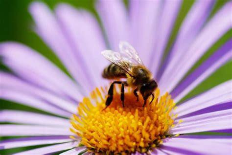 Wildflower Honey: Are There Health Benefits? - LearnBees