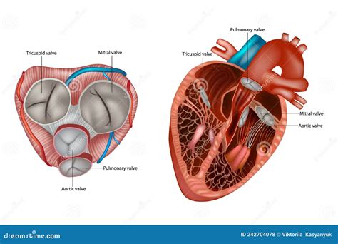 Structure of the Heart Valves Anatomy. Mitral Valve, Pulmonary Valve, Aortic Valve and the ...