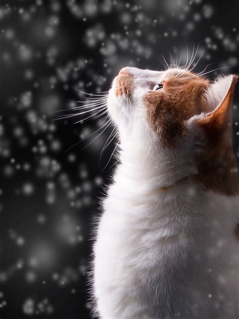 Snow Cat Wallpapers - Top Free Snow Cat Backgrounds - WallpaperAccess