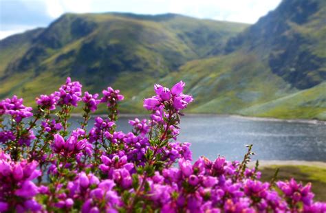 A guide to Scottish heathers | Walkhighlands