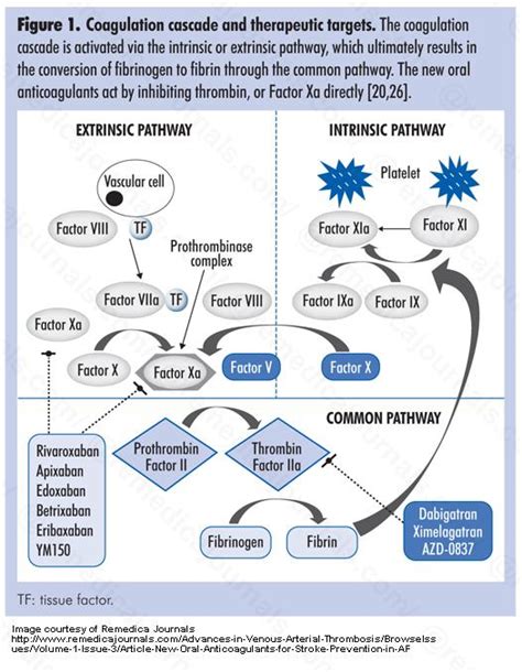 rivaroxaban and apixaban for stroke prevention in atrial fibrillation | Leaders in ...