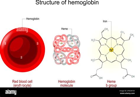 Heme hemoglobin Stock Vector Images - Alamy