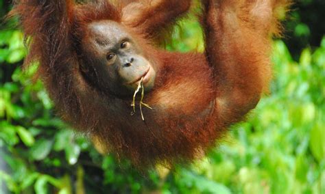 Where Do Orangutans Live? And Nine Other Orangutan Facts | Stories | WWF