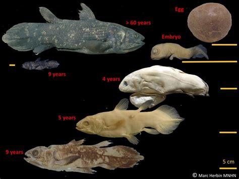 Weird 'living fossil' fish can live for 100 years, study says - Los ...