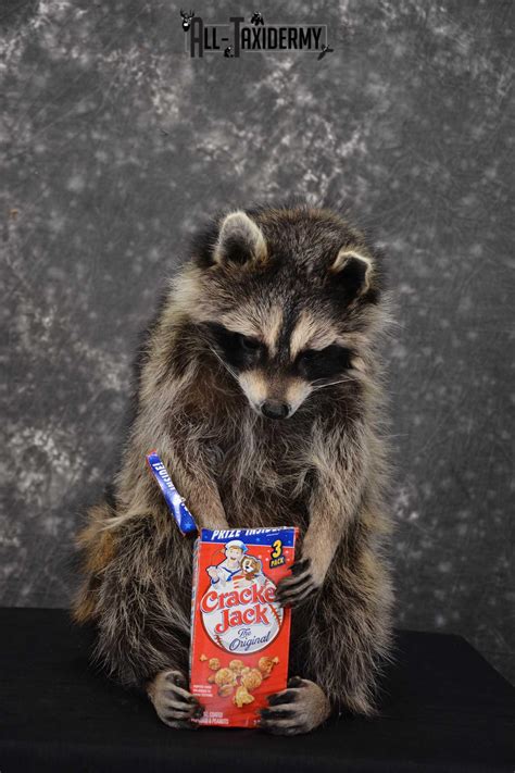 Raccoon Taxidermy Mount holding Cracker Jack box SKU 1561 | All Taxidermy