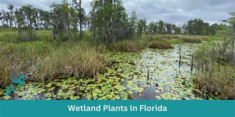 Wetland Plants In Florida - Birds & Wetlands