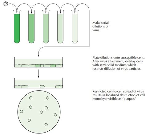 CELL CULTURE METHODS