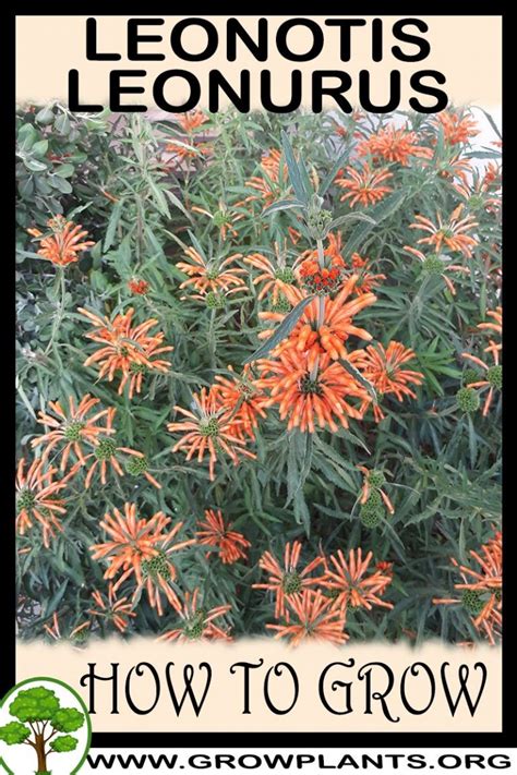 Leonotis leonurus - How to grow & care