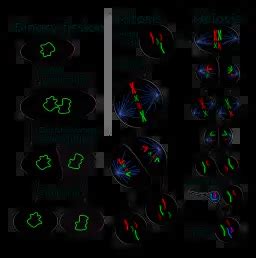 Explain How Mitosis Differs to Binary Fission