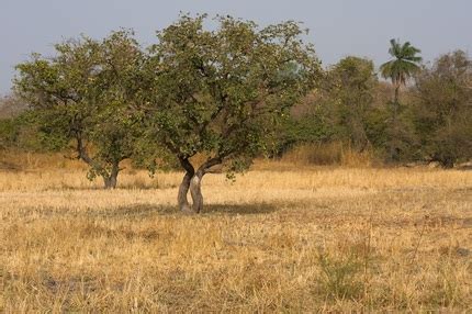 Tropical Grassland Plants And Animals