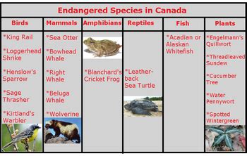 Endangered Species in Canada: Lesson for Kids | Study.com