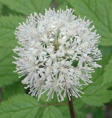 White Baneberry (Actaea pachypoda) - 01a - Wild Flowers of Sleepy Hollow Lake From All-Creatures.org