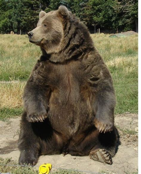 Mexican Silver Grizzly Bear - Is The Mexican Grizzly Bear Extinct ...