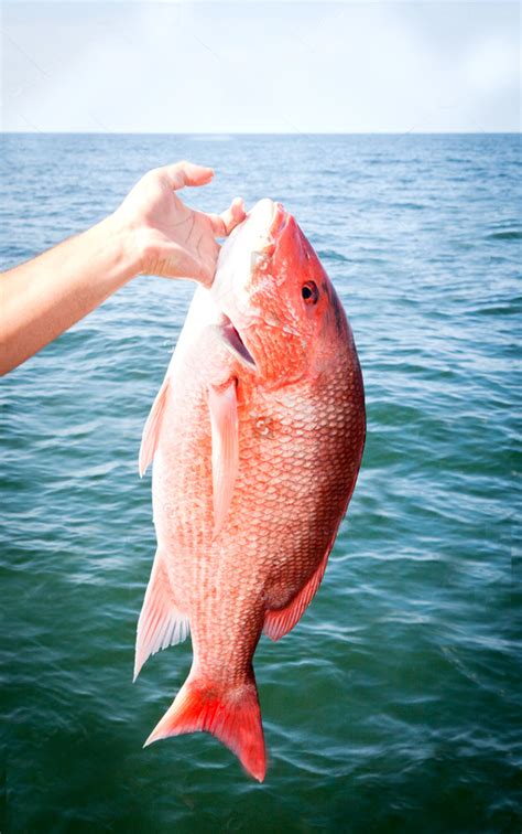 RED SNAPPER/CHEMPALLI (Medium - Large) - Fresh Kerala Store