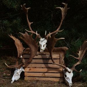 Fallow Deer Skull From Central Europe Fallow Deer dama Dama Unique ...