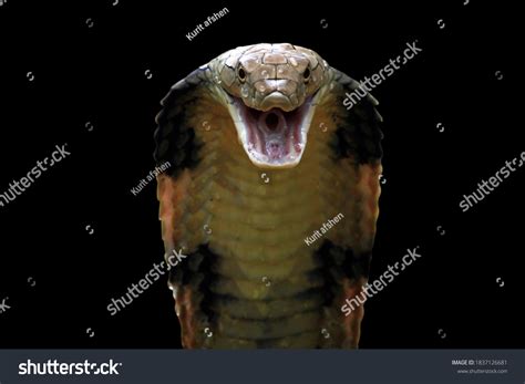 15,108 Cobra Snake Stock Photos, Images & Photography | Shutterstock